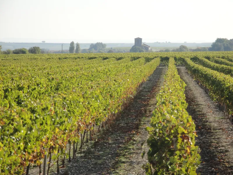 Paysage_viticole_en_Haute-Saintonge