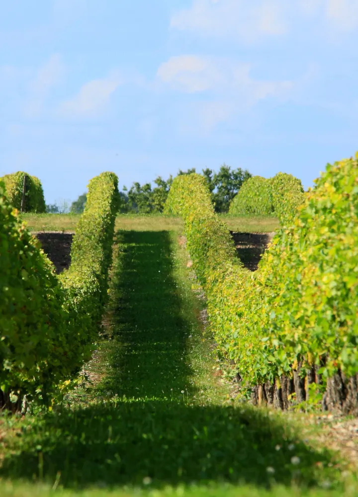 Musée des savoir-faire du cognac – Les Distillateurs Culturels