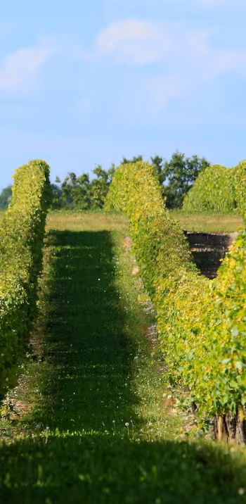 Musée des savoir-faire du cognac – Les Distillateurs Culturels