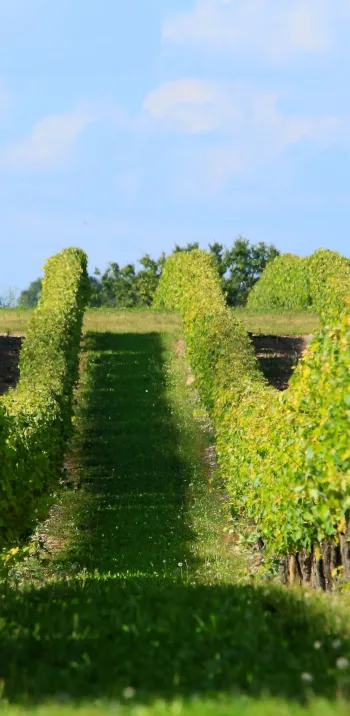 Musée des savoir-faire du cognac – Les Distillateurs Culturels