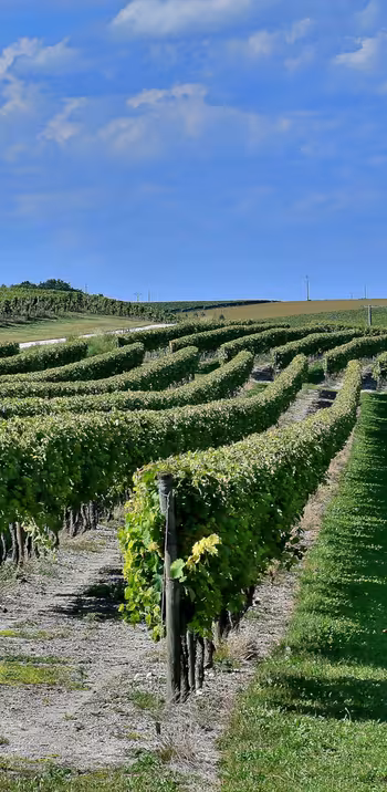 J2 : Châteauneuf sur Charente > Cognac (33 km)