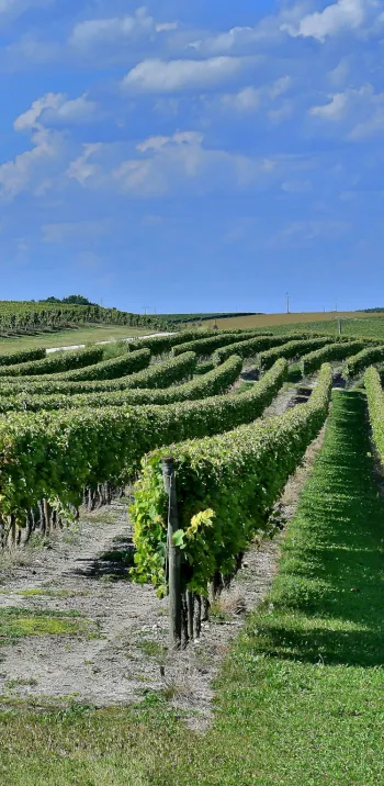 J2 : Châteauneuf sur Charente > Cognac (33 km)
