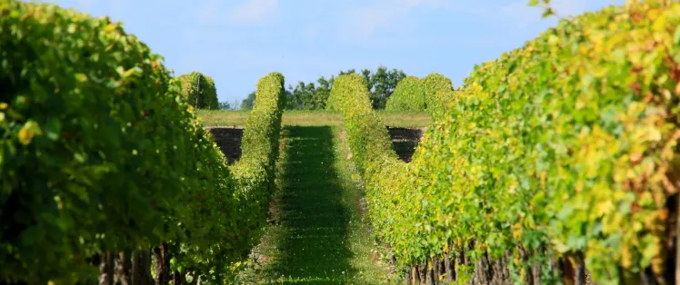 Musée des savoir-faire du cognac – Les Distillateurs Culturels