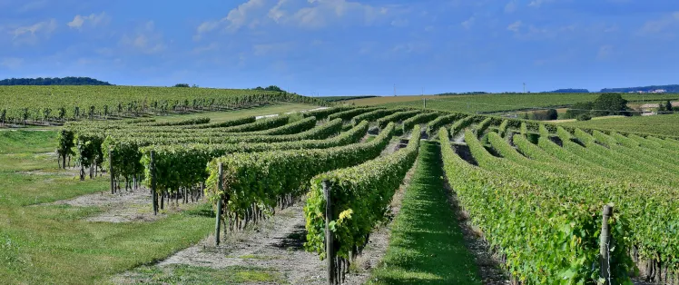 J2 : Châteauneuf sur Charente > Cognac (33 km)