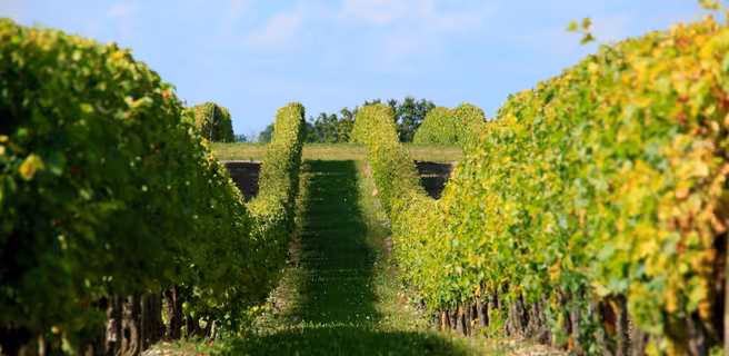 Musée des savoir-faire du cognac – Les Distillateurs Culturels