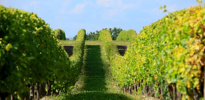 Musée des savoir-faire du cognac – Les Distillateurs Culturels