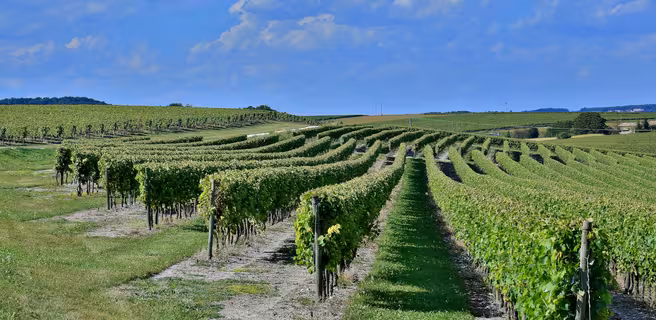 Paysage viticole