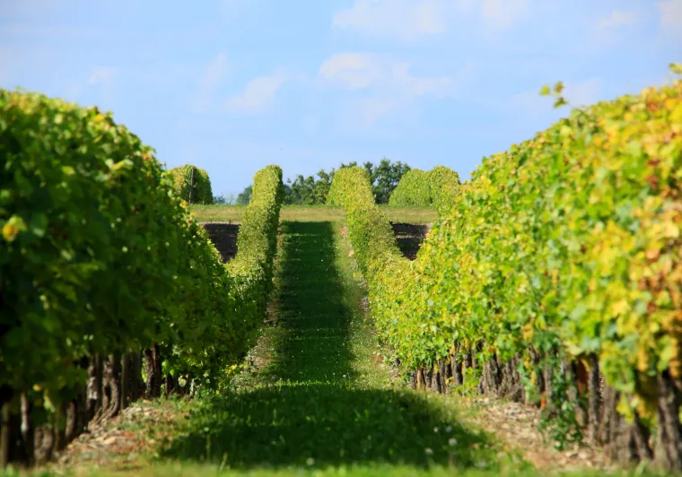 Musée des savoir-faire du cognac – Les Distillateurs Culturels