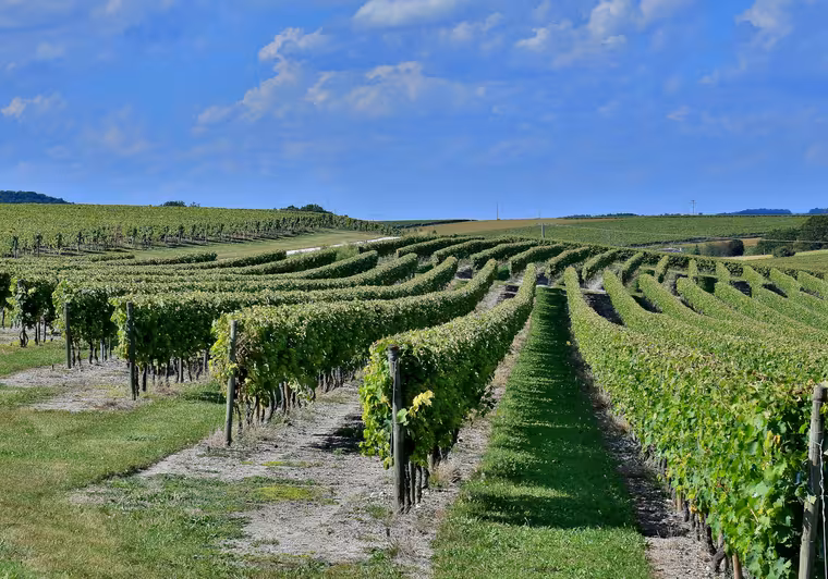 Paysage viticole